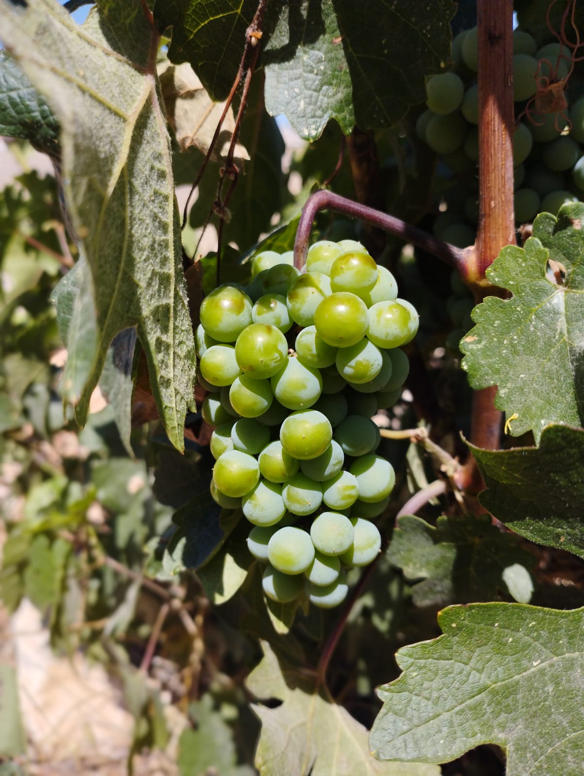 Close-up of green grapes